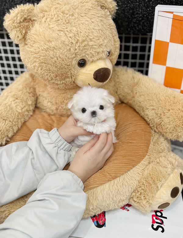 강아지 썸네일